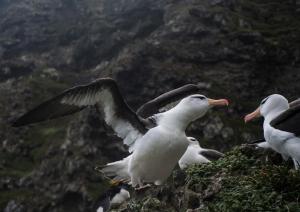 Albatros à sourcils noirs-11