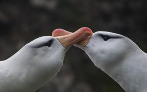 Albatros à sourcils noirs-12