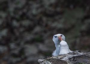 Albatros à sourcils noirs-31