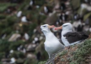 Albatros à sourcils noirs-34