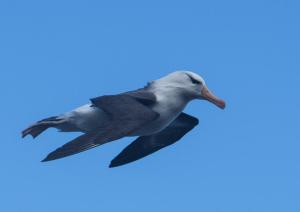 Albatros à sourcils noirs-38
