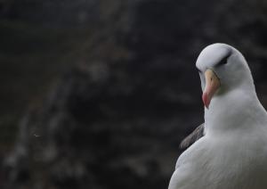 Albatros à sourcils noirs-9