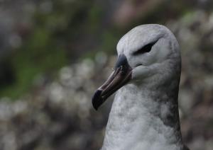 Albatros à sourcils noirs Pull-24