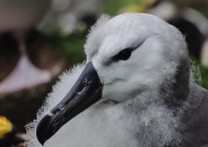 Albatros à sourcils noirs Pull-26