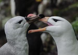 Albatros à sourcils noirs Pull-6